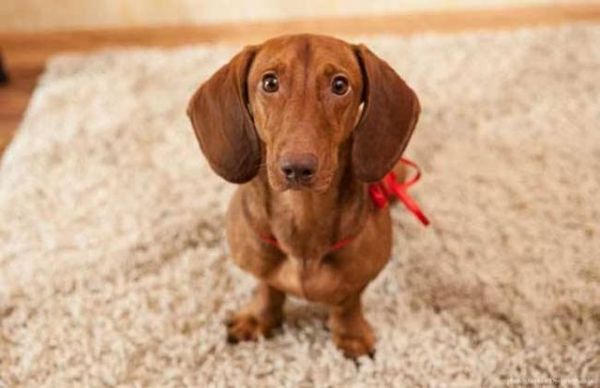 犬界中体味最轻的5种狗，很适合家养，你家的上榜了吗？