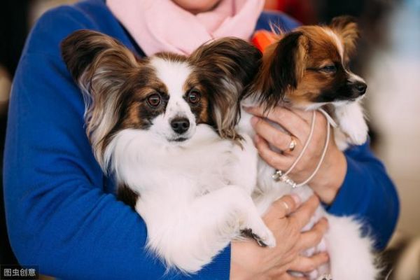 犬界中体味最轻的5种狗，很适合家养，你家的上榜了吗？
