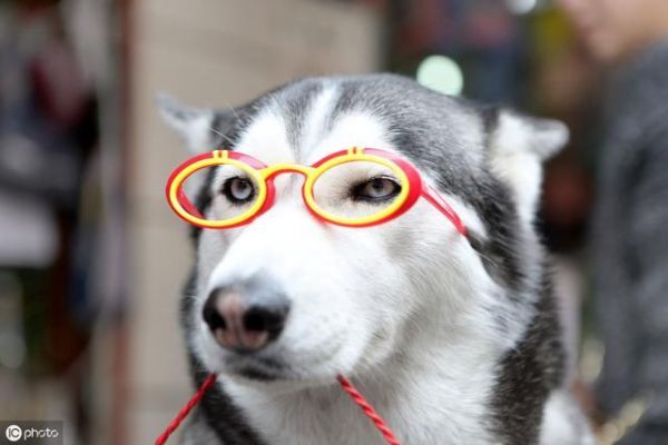 犬界中体味最轻的5种狗，很适合家养，你家的上榜了吗？