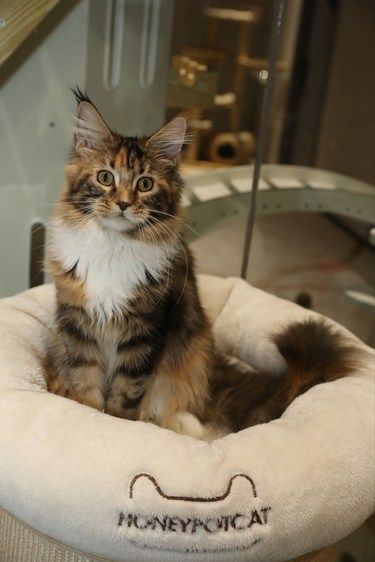 【在售】缅因猫