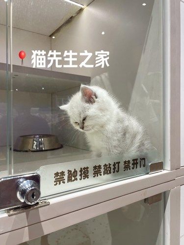 三亚新店｜猫先生之家又有撸猫馆了‼️