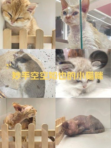 喵星人治愈的一天