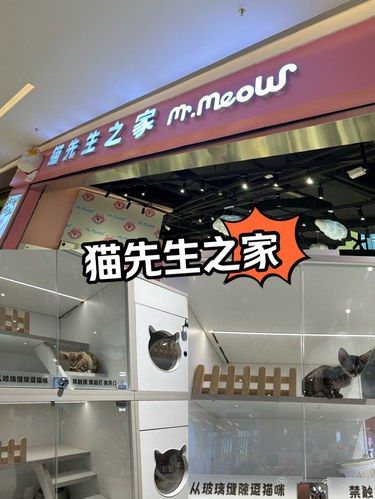 三亚沉浸式吸猫好去处