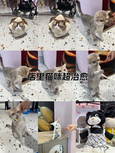 可爱的猫咪，还可以自己做玩偶哦～
