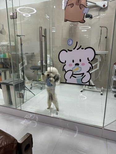 猫咪洗香香