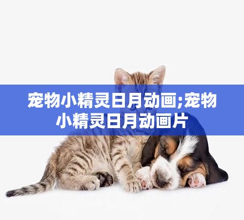 宠物小精灵日月动画;宠物小精灵日月动画片