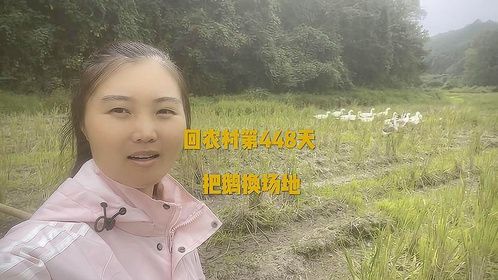 养了一批土鹅，卖完不知道有没有6000块？用来过年