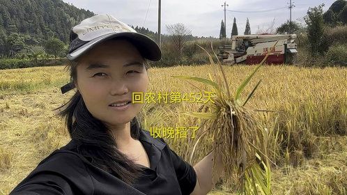 今年最后一批稻谷，一年又到头了，在外工作的你们挣到钱了吗？