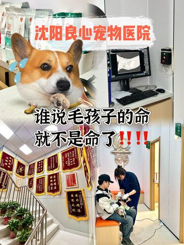 沈阳到底还有没有靠谱宠物医院啊⁉️