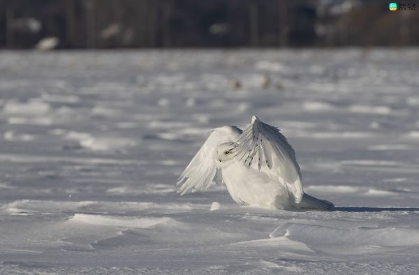 雪鸮如何读？雪鸮是什么