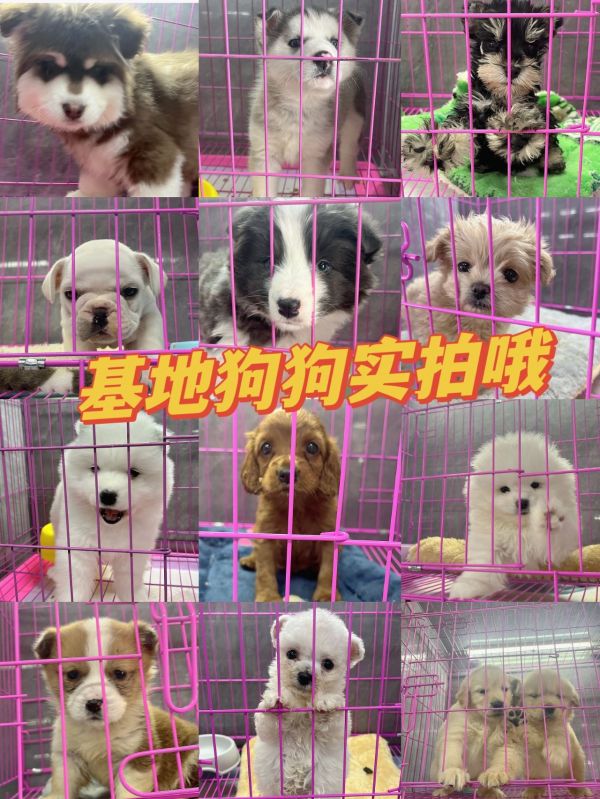 https://p1.meituan.net/binder/85d9931ebf4fd00edc40279e557d31ca654648.webp%40_100q%7Cwatermark%3D0%7Cformat%3Djpeg
