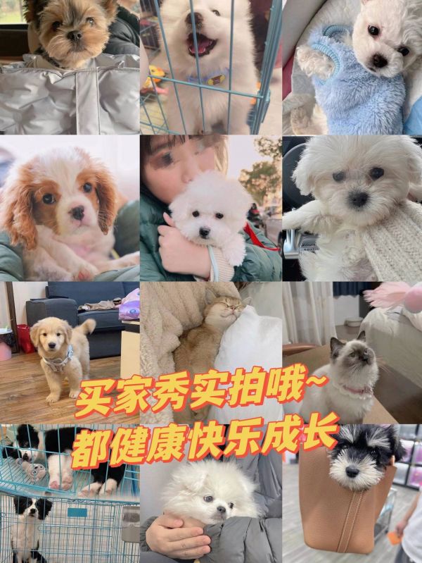 https://p1.meituan.net/binder/1e262f69daaacadbb9e8b47e9c54e311534600.webp%40_100q%7Cwatermark%3D0%7Cformat%3Djpeg