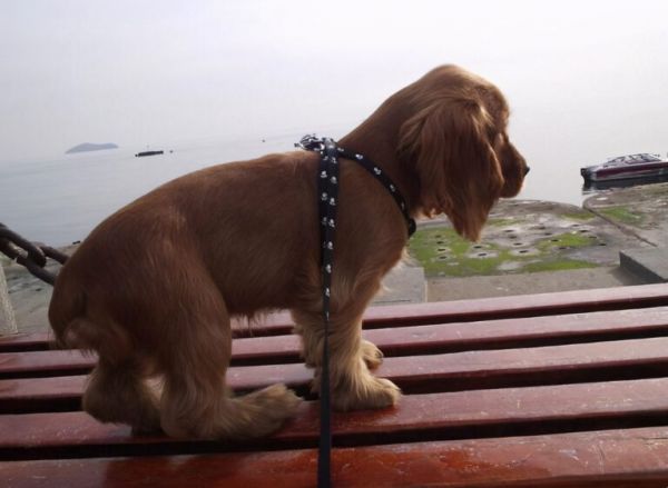 可卡犬纯种可卡犬多少钱一只，了解价格别被忽悠了