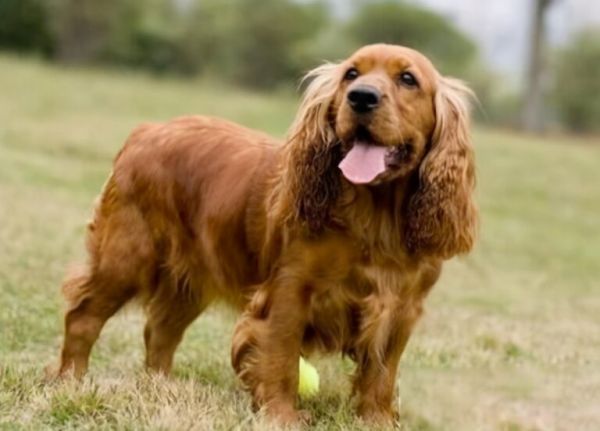 可卡犬纯种可卡犬多少钱一只，了解价格别被忽悠了