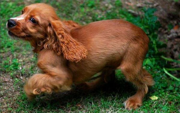 可卡犬纯种可卡犬多少钱一只，了解价格别被忽悠了