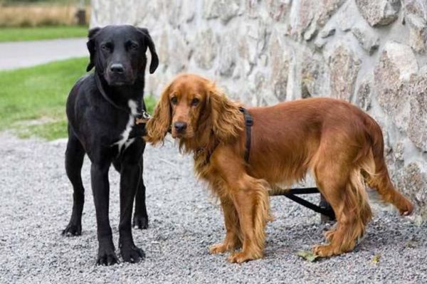可卡犬纯种可卡犬多少钱一只，了解价格别被忽悠了