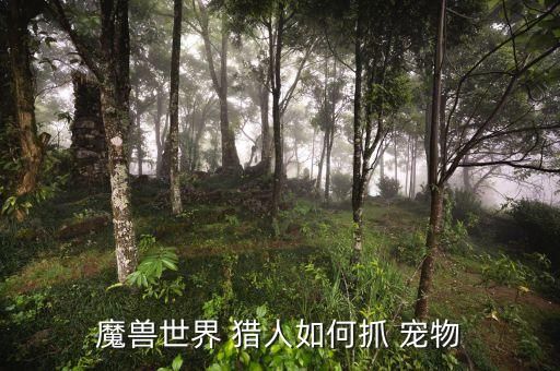 魔兽世界 猎人如何抓 宠物