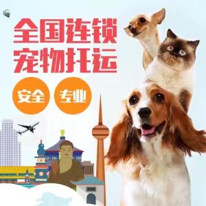 重庆周边宠物猫宠物狗活体快递本地实体门店专车火车空运