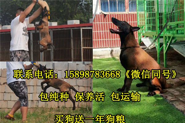 蒲江县金毛犬养殖场