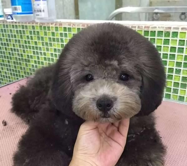 宠物店的前期投资有哪些？