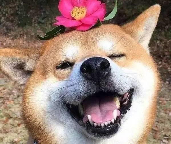 宠物店的前期投资有哪些？