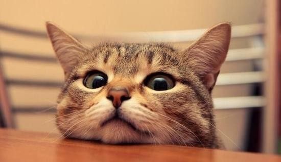 猫猫会认主人吗?多久才会认主呢?