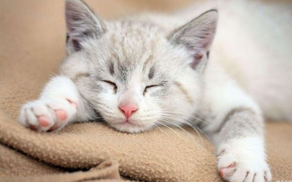 猫猫会认主人吗?多久才会认主呢?