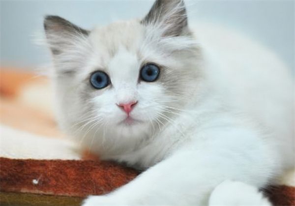 深圳盐田区猫咖在哪儿 | 深圳宠物店排行榜