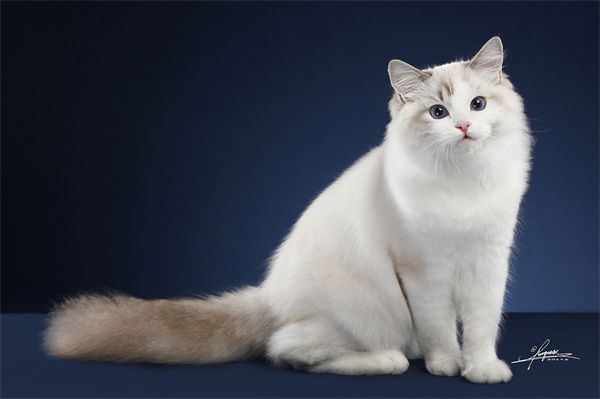 深圳盐田区猫咖在哪儿！深圳猫舍排行榜