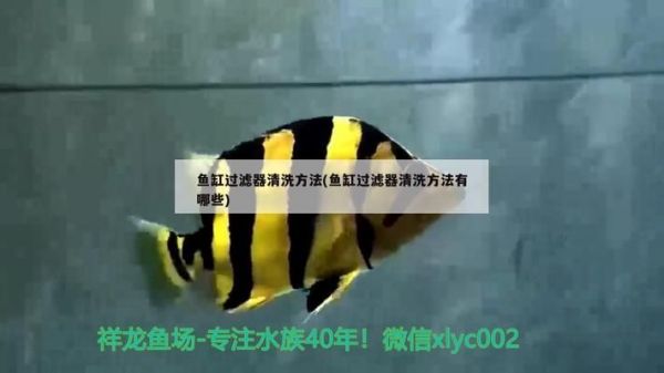 温州花鸟鱼虫市场:瓯北和上塘哪里有花鸟市场