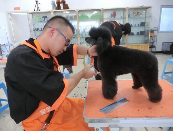 去哪学宠物美容师比较好