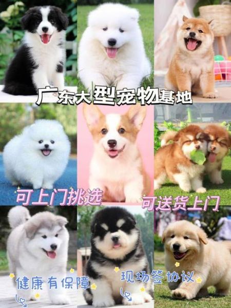 宠物狗网上买可靠吗,宠物狗网络用语