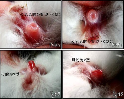 宠物兔的区别-宠物兔的区别和特征