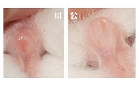 宠物兔的区别-宠物兔的区别和特征