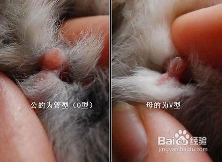 宠物兔的区别-宠物兔的区别和特征