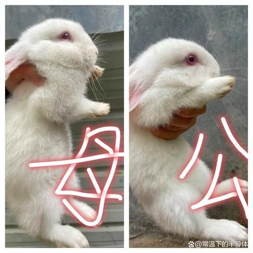 宠物兔和普通兔子的区别,宠物兔和普通兔子的区别图片