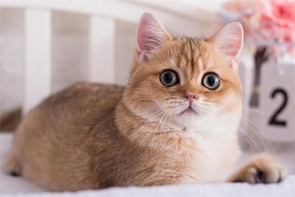 猫咪可以吃米饭吗？