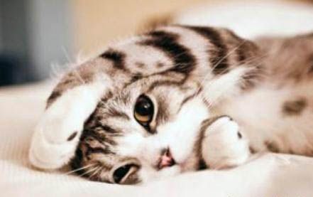 猫能不能吃米饭啊