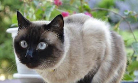 猫能不能吃米饭啊