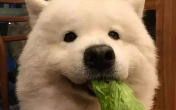 萨摩耶可以吃白米饭吗
