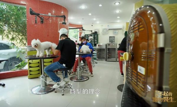 【了不起的宠物医生】顽皮家族动物医院专访