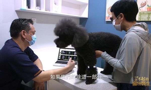 泰迪贝贝先天性癫痫