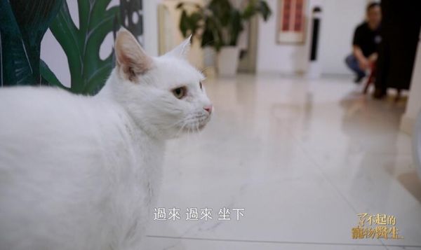 林毓暐--收养流浪猫
