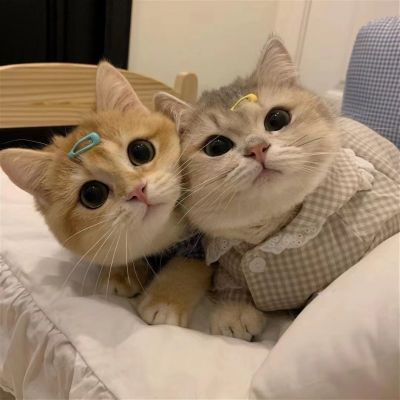 宠物情侣头像无水印