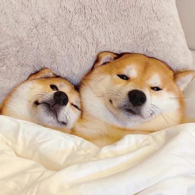 宠物情侣头像无水印