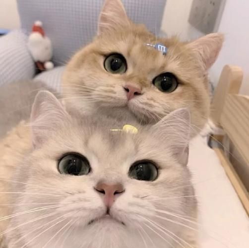 猫咪情头图片大全 猫咪情侣头像一对两张可爱