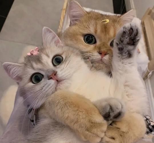 情侣头像猫咪一男一女 猫咪情侣头像可爱一对图片