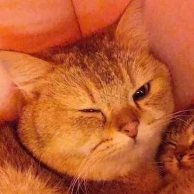 猫咪情侣头像一对 可爱猫咪情侣头像一对图片卡通