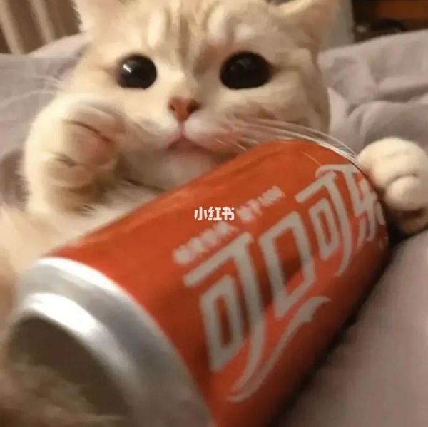 情侣头像可爱猫咪一对图片 猫咪情侣头像一对两张可爱