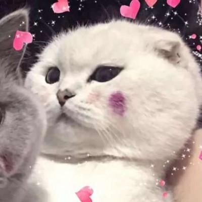 猫咪情侣头像一左一右 好看的情侣头像猫一左一右头像